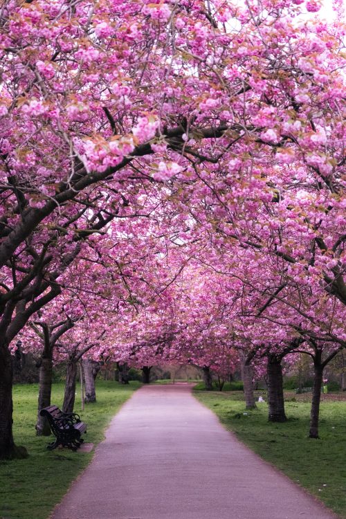 Spring-Greenwich-Park-London